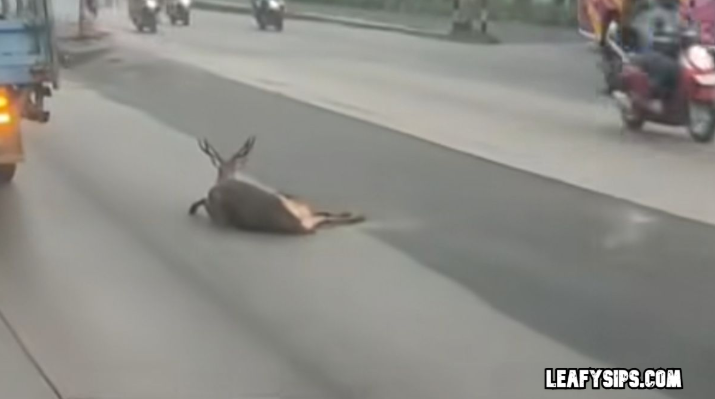 Heboh Rusa Terkapar di Tengah Jalan Pantura Semarang: Kejadian yang Memicu Protes Warga